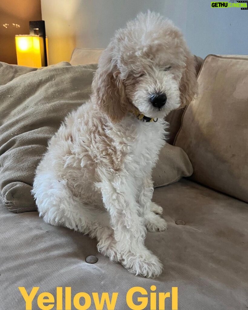 Gloria Estefan Instagram - Reposting my Sister’s updates pics of the three delicious furry babies that are looking for their forever home…❤️❤️❤️ Repost: @thepapergirl Feeling like someone sprinkled them with fertilizer since my last post! These are the 3 girls I have left ❤️ DM me for details. #bestdogsever #goldendoodles #Maggieslitter