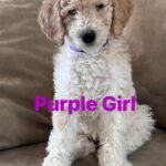 Gloria Estefan Instagram – Reposting my Sister’s updates pics of the three delicious furry babies that are looking for their forever home…❤️❤️❤️ Repost: @thepapergirl Feeling like someone sprinkled them with fertilizer since my last post! These are the 3 girls I have left ❤️ DM  me for details. #bestdogsever #goldendoodles #Maggieslitter