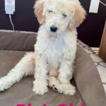Gloria Estefan Instagram - Reposting my Sister’s updates pics of the three delicious furry babies that are looking for their forever home…❤️❤️❤️ Repost: @thepapergirl Feeling like someone sprinkled them with fertilizer since my last post! These are the 3 girls I have left ❤️ DM me for details. #bestdogsever #goldendoodles #Maggieslitter