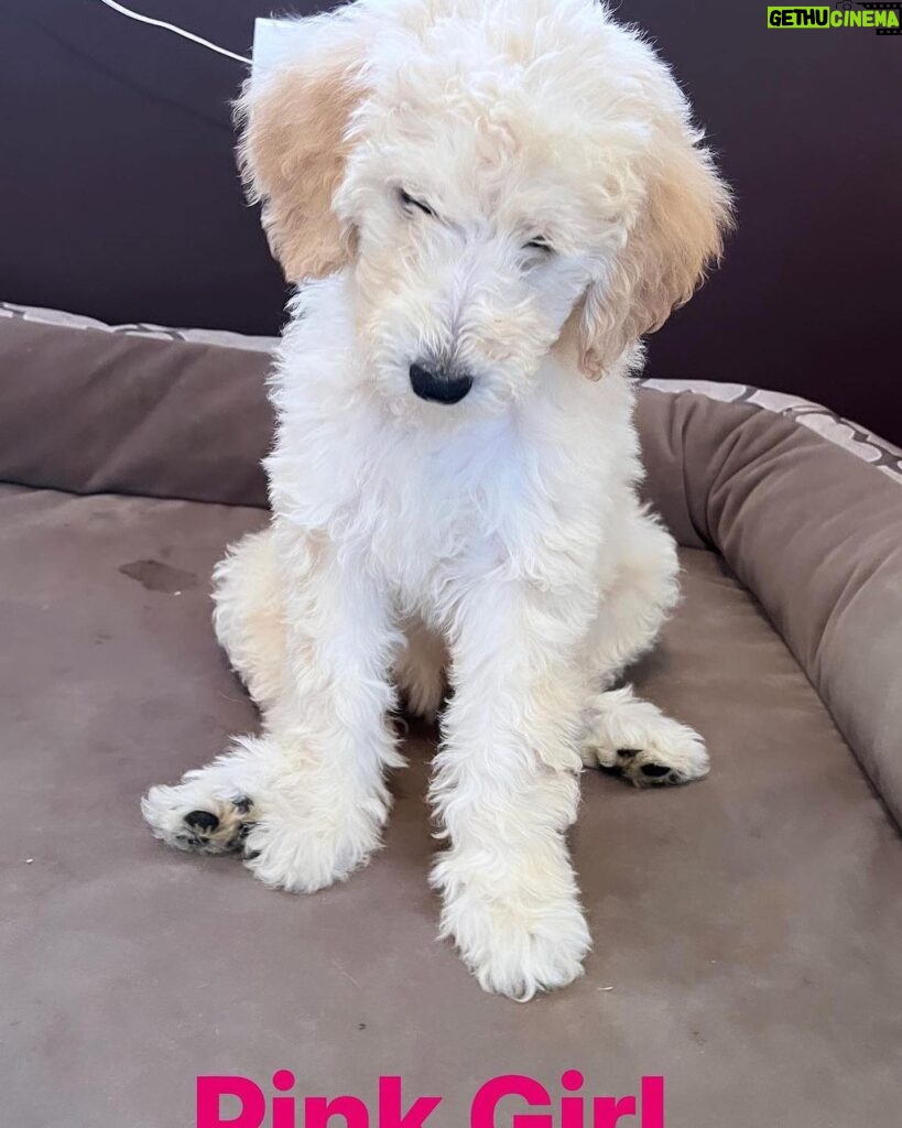 Gloria Estefan Instagram - Reposting my Sister’s updates pics of the three delicious furry babies that are looking for their forever home…❤️❤️❤️ Repost: @thepapergirl Feeling like someone sprinkled them with fertilizer since my last post! These are the 3 girls I have left ❤️ DM me for details. #bestdogsever #goldendoodles #Maggieslitter