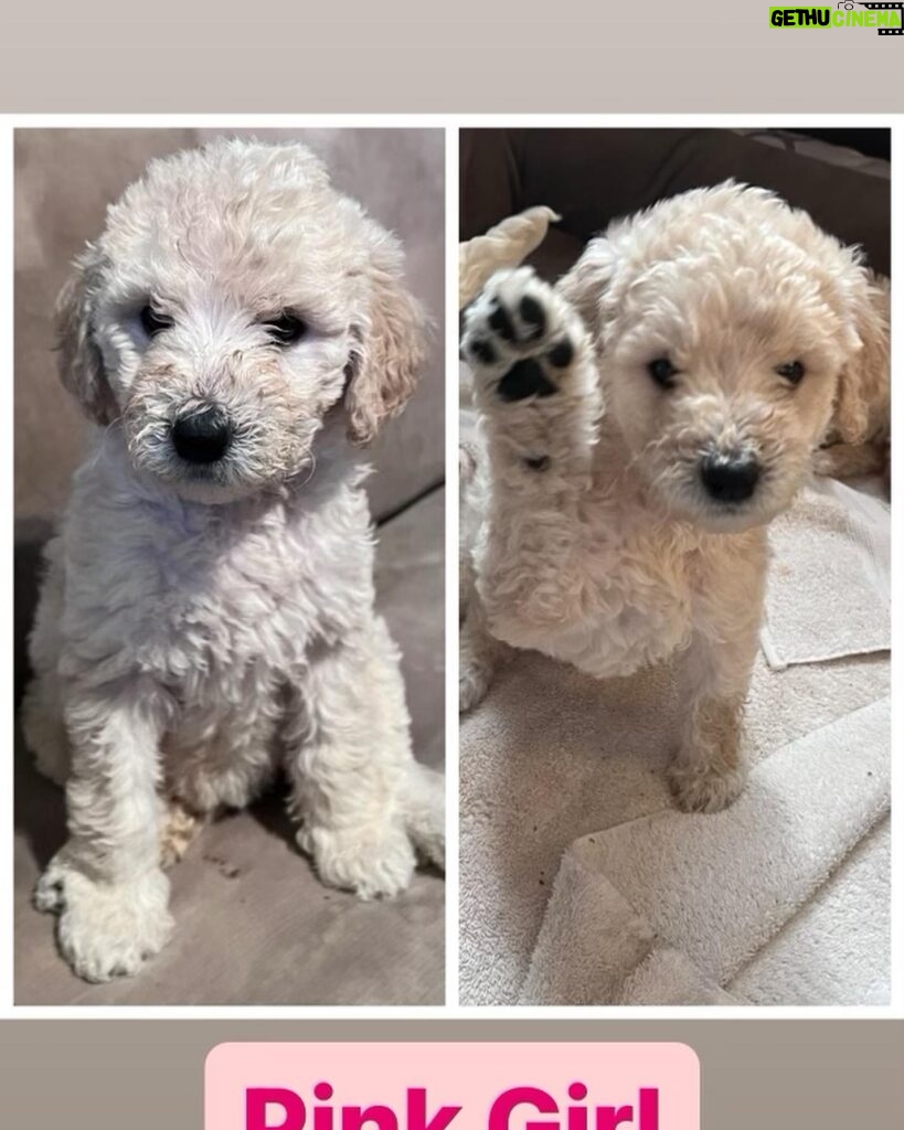 Gloria Estefan Instagram - 🎶It’s beginning to look a lot like Christmas🎶 🎁🎄Greetings, Instapeeps! My furry niece, Maggie Mae has graced us with 9 beautiful Golden Doodle Pups and there are still 4 girls looking for a home. If this is the type of gift you may want this Season please contact my sister, (Maggie’s Momma) @thepapergirl for more information! They are delicious and have been spoiled with lots of love (from me too) since the day they were born! 🐶🐶🐶🐶❤️🥰 Buen día mi gente bella! Mi sobrina peluda, Maggie Mae, nos ha bendecido con 9 cachorros Golden Doodles y quedan 4 hembras buscando un hogar. Si este es el tipo de regalo que ustedes buscan para esta Navidad, contacten a mi hermana, @thepapergirl para más información. Son adorables y los hemos criado con mucho cariño desde el día que nacieron! 🐶🐶🐶🐶❤️