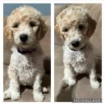 Gloria Estefan Instagram - 🎶It’s beginning to look a lot like Christmas🎶 🎁🎄Greetings, Instapeeps! My furry niece, Maggie Mae has graced us with 9 beautiful Golden Doodle Pups and there are still 4 girls looking for a home. If this is the type of gift you may want this Season please contact my sister, (Maggie’s Momma) @thepapergirl for more information! They are delicious and have been spoiled with lots of love (from me too) since the day they were born! 🐶🐶🐶🐶❤️🥰 Buen día mi gente bella! Mi sobrina peluda, Maggie Mae, nos ha bendecido con 9 cachorros Golden Doodles y quedan 4 hembras buscando un hogar. Si este es el tipo de regalo que ustedes buscan para esta Navidad, contacten a mi hermana, @thepapergirl para más información. Son adorables y los hemos criado con mucho cariño desde el día que nacieron! 🐶🐶🐶🐶❤️