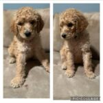 Gloria Estefan Instagram - 🎶It’s beginning to look a lot like Christmas🎶 🎁🎄Greetings, Instapeeps! My furry niece, Maggie Mae has graced us with 9 beautiful Golden Doodle Pups and there are still 4 girls looking for a home. If this is the type of gift you may want this Season please contact my sister, (Maggie’s Momma) @thepapergirl for more information! They are delicious and have been spoiled with lots of love (from me too) since the day they were born! 🐶🐶🐶🐶❤️🥰 Buen día mi gente bella! Mi sobrina peluda, Maggie Mae, nos ha bendecido con 9 cachorros Golden Doodles y quedan 4 hembras buscando un hogar. Si este es el tipo de regalo que ustedes buscan para esta Navidad, contacten a mi hermana, @thepapergirl para más información. Son adorables y los hemos criado con mucho cariño desde el día que nacieron! 🐶🐶🐶🐶❤️