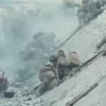 Gohar Kheyrandish Instagram - اين فيلم را نگاه ميكنم ونميتوانم جلوي گريه ام را بگيرم ميدانم طولاني أست . آخر اين فيلم حرف اصلي بيگناهان جنگ و جنايت أست اين فيلم مرا بياد همه عزيزاني كه از دست داده ايم مي اندازد آنان كه جانشان را براي اين آب و خاك دادند تا يك وجب از اين خاك بدست بيگانه نيفتد . وياد آنان كه بيگناه مورد اصابت موشك قرار گرفتند و اين روزها داغ بازماندگانشان را تازه كردند . هواپيمابي كه پخش هوا شد ومردم ايران و دنيا را در بهت فروبرد و تا به امروز هيچ يك از مسئولين يادي از اين عزيزان نكرده اند . بياد اين عزيزان شمعي مي افروزم و براي بازماندگانشان آرزوى صبرو آرامش ميكنم .