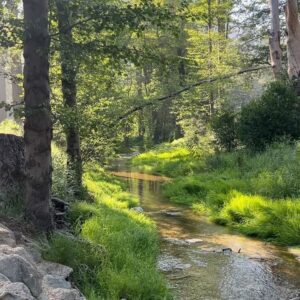 Grace Caroline Currey Instagram - happy places: feeding ducks, quiet days with pals, dance with mama, love notes in coffee grounds