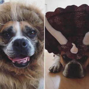 Grace Helbig Instagram - My silly Goose moved on to that golden grass on the other side today. My princess monster, my wiggle butt. I am heartbroken. Eleven years with my beautiful, emotional goof. I was in way over my head when I got you, but somehow couldn’t imagine anyone else taking care of you, and so we were merged. Two high anxiety ladies found each other and did the best we could. I’m even writing this caption to you like you’re still alive and literate! You’ve seen me through it all, and you loved me every time I didn’t like me. You anchored me at times I wanted to disappear and grounded me when I wanted to float away. Your happiness fueled me. You gave me something to care about that was bigger than the surface things I thought I should care about. I got sick and you stayed healthy, and I can’t thank you enough for your consistency in the face of weird change. Again, writing a caption as if my dead dog will read it! Oh well! I love you, Goose, you beautiful maniac!! 🐶🥹💖