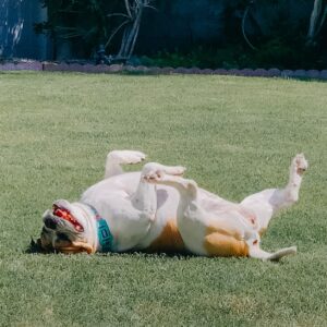 Grace Helbig Instagram - My silly Goose moved on to that golden grass on the other side today. My princess monster, my wiggle butt. I am heartbroken. Eleven years with my beautiful, emotional goof. I was in way over my head when I got you, but somehow couldn’t imagine anyone else taking care of you, and so we were merged. Two high anxiety ladies found each other and did the best we could. I’m even writing this caption to you like you’re still alive and literate! You’ve seen me through it all, and you loved me every time I didn’t like me. You anchored me at times I wanted to disappear and grounded me when I wanted to float away. Your happiness fueled me. You gave me something to care about that was bigger than the surface things I thought I should care about. I got sick and you stayed healthy, and I can’t thank you enough for your consistency in the face of weird change. Again, writing a caption as if my dead dog will read it! Oh well! I love you, Goose, you beautiful maniac!! 🐶🥹💖