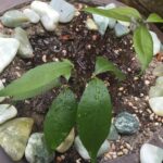 Grace Van Dien Instagram - from seeds