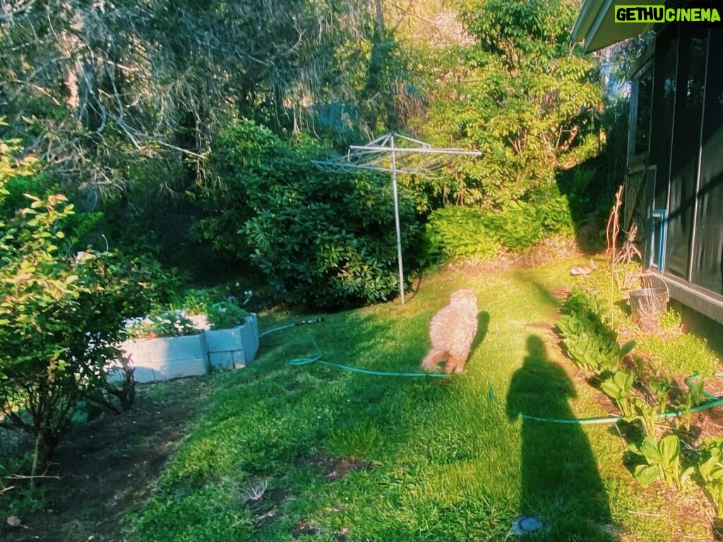 Gracie Gillam Instagram - Routine rabbit chasing. @hildyelizabeth doesn’t understand why they never chase back!