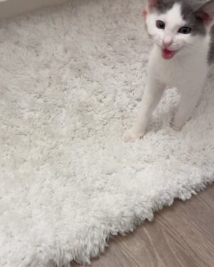 Gredmarie Colón Instagram - Wow puro amor en nuestro hogar. Gracias Dios 🙏🏻❤️🐱

Jamás había tenido gatos y jamás pensé que tendría alguno. Kamilia era la que soñaba con tenerlos. Yo sinceramente me rehusaba, porque estoy consciente de que tener animales es una gran responsabilidad. Aceptamos el compromiso como familia y solo fuimos en busca de un gat@ pero salimos con dos, pensar en separar a esas hermanitas nos partía el corazón. Esperamos una semana porque las iban a operar en el mismo shelter donde las rescataron. Kamilia no se imaginaba la sorpresa que le teníamos y por eso su reacción en el video anterior. Sin duda alguna adoptarlos fue la mejor decisión. Me quedó impresionada con lo limpi@s que son los gatos, la verdad no dan ni trabajo y son bien cariñosos pero a la vez muy independientes. So far so good. Somos madres primerizas de gatos. Cualquier consejo es bien recibido. 

Bendiciones familia 🥰😘

#family #kittens #cats #kamilia #catmomlife #adopted #lovebunddle #gratitude #sugar #cookie #sisters
