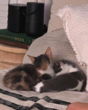 Gredmarie Colón Instagram - Wow puro amor en nuestro hogar. Gracias Dios 🙏🏻❤️🐱

Jamás había tenido gatos y jamás pensé que tendría alguno. Kamilia era la que soñaba con tenerlos. Yo sinceramente me rehusaba, porque estoy consciente de que tener animales es una gran responsabilidad. Aceptamos el compromiso como familia y solo fuimos en busca de un gat@ pero salimos con dos, pensar en separar a esas hermanitas nos partía el corazón. Esperamos una semana porque las iban a operar en el mismo shelter donde las rescataron. Kamilia no se imaginaba la sorpresa que le teníamos y por eso su reacción en el video anterior. Sin duda alguna adoptarlos fue la mejor decisión. Me quedó impresionada con lo limpi@s que son los gatos, la verdad no dan ni trabajo y son bien cariñosos pero a la vez muy independientes. So far so good. Somos madres primerizas de gatos. Cualquier consejo es bien recibido. 

Bendiciones familia 🥰😘

#family #kittens #cats #kamilia #catmomlife #adopted #lovebunddle #gratitude #sugar #cookie #sisters