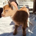 Hannah Simone Instagram - HOT TRENDS ALERT FOR 2024: Staring in awe at muva nature Hot boys eating butter chicken poutine Wine in golf carts Pineapple on pizza (shut it) Teeny tiny goats Pretty viewsszszzzsz Basically, Canada 🇨🇦