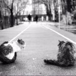 Hasti Mahdavifar Instagram - هی یو ، حمله کنم یا چی ؟ . Photo by: me . #streetphotography #streetphotographer #streetphotographersmagazine #tehranstreetphotofestival #streetleaks #instagram #cat #cats #catsofinstagram #rain #rainyday #