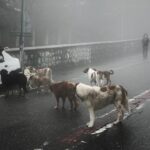Hasti Mahdavifar Instagram - Photo by : me . #streetphotography #streetphotographersmagazine #streetphotographer #dogs #coronavirus #tehranstreetphotofestival #tehranstreetphotographyfestival #streetleaks #foggy #feedinganimals #instagram #tehran #northoftehran