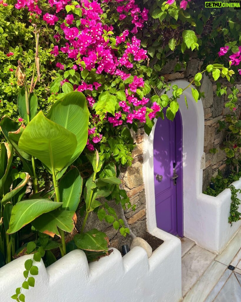 Hayley Atwell Instagram - Bougainvillea 💕🌺 @kivotosmykonos