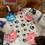 Heidi D'Amelio Instagram - I threw a puppy party! 🐾🎀🦴🩵🎉 Head over to my TikTok to see how I celebrated Rebel, Cali & Codi’s birthdays!