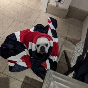 Henry Cavill Instagram - Today marks one year since Meat (our french bulldog) decided to shuffle off this mortal plane and continue on his journey. I have to say, I hadn't previously felt pain quite like the pain I felt when Meat died. I'd only know him for three years, but in those three years he and I made such incredible progress together, and he completely changed my outlook on French Bulldogs. He was deaf, so I learned how to use body language to communicate properly with him. He couldn't stand other dogs, but we got to a place of tolerance with Kal (my Akita). He survived a very complicated cancer removal surgery. He travelled to far flung lands without complaint. He would come looking for me at night if I stayed up playing computer games too late. He would be ferociously protective over Natalie, but learned to trust Kal and me for guidance. He fell ill and recovered a number of times. He enjoyed many a backpack ride once he got too tired to make any decent length walks. At the end he fell ill with a pneumonia. I'll never forget the expression on his face, desperately asking me for help on the way to the vet in Turkey because he couldn't breath. Once there, however, he held strong and recovered to such a point that we felt hope, but it turns out he was just waiting for us to bring him home. He passed away peacefully in England. Thinking of him always brings great sadness, but also great joy. We'll miss him as long as we live, but wouldn't live nearly as richly had we never have known him. Journey well Meatboi.