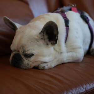 Henry Cavill Instagram - Today marks one year since Meat (our french bulldog) decided to shuffle off this mortal plane and continue on his journey. I have to say, I hadn't previously felt pain quite like the pain I felt when Meat died. I'd only know him for three years, but in those three years he and I made such incredible progress together, and he completely changed my outlook on French Bulldogs. He was deaf, so I learned how to use body language to communicate properly with him. He couldn't stand other dogs, but we got to a place of tolerance with Kal (my Akita). He survived a very complicated cancer removal surgery. He travelled to far flung lands without complaint. He would come looking for me at night if I stayed up playing computer games too late. He would be ferociously protective over Natalie, but learned to trust Kal and me for guidance. He fell ill and recovered a number of times. He enjoyed many a backpack ride once he got too tired to make any decent length walks. At the end he fell ill with a pneumonia. I'll never forget the expression on his face, desperately asking me for help on the way to the vet in Turkey because he couldn't breath. Once there, however, he held strong and recovered to such a point that we felt hope, but it turns out he was just waiting for us to bring him home. He passed away peacefully in England. Thinking of him always brings great sadness, but also great joy. We'll miss him as long as we live, but wouldn't live nearly as richly had we never have known him. Journey well Meatboi.