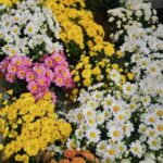 Heslaine Vieira Instagram - Nos últimos dias flores 💐