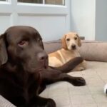 Hilary Swank Instagram - Hit your friends with some last minute optimism and get out there and vote!! Two days left, make your voice heard! 👊🏽💫🙌🏽💝 #VoteLikeYourLifeDependsOnIt #MissionMonday #MakeAChoice #MakeItHappen . . . 📹 @dogsofinstagram from @mylabrachildren