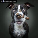 Hilary Swank Instagram - Ha!! Love these so much!! They are so good 😭🐶 Which picture is your favorite⁉️