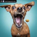 Hilary Swank Instagram - Ha!! Love these so much!! They are so good 😭🐶 Which picture is your favorite⁉️
