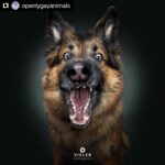 Hilary Swank Instagram - Ha!! Love these so much!! They are so good 😭🐶 Which picture is your favorite⁉️