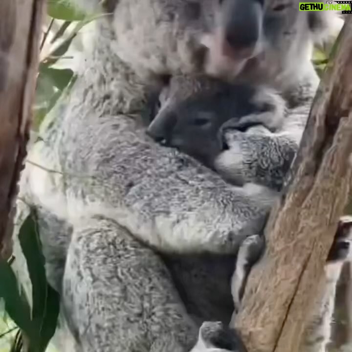 Hilary Swank Instagram - I’m so ready for the long weekend of relaxing and snuggling in for some naps…this sets the mood just perfectly, don’t ya think? 🐨🐨 Via : @wonderful_earthpix 🎥 : @reneehowell18