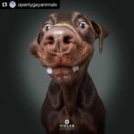 Hilary Swank Instagram - Ha!! Love these so much!! They are so good 😭🐶 Which picture is your favorite⁉️