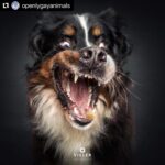 Hilary Swank Instagram - Ha!! Love these so much!! They are so good 😭🐶 Which picture is your favorite⁉️