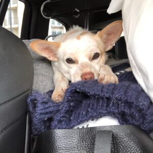 Hilary Swank Instagram - Whether it’s working, hanging out, playing or resting, this is my ♥️ dog, @mamamoon 
I’m so grateful to have found her on a 200 mile desolate highway in 28°, pregnant and to be able to help her. She is paying me back in spades and then some. You may remember I told you I was claustrophobic in my spacesuit and had to work really hard through it, she was a huge component of that. She just knew, she would struggle to get out of the person’s arms holding her once a take was complete and curl onto my chest and just simply be and breath with me. #WhoRescuedWho?
Thanks @deityanimalrescue for helping us find all her sweet babies homes. We 💜 you angel ladies! #AdoptDontShop #MyUnspokenPet 
#DogsOfInstagram 🐶 🐾 💫💝