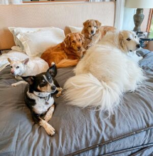 Hilary Swank Instagram - So I walked into my bedroom to find this display of rescue dog nap yumminess…
 
Can you even? Terrific Teddy, Super Sufi, Kinetic Kai, Dashing Dunton and Mama Moon all divinely spread out on @potterybarn’s cozy Belgian Linen. Best nap ever. 
 
I’m hereby officially starting a National Nap with Your Dog Day. Any takers? 🐕🐕🐕🐕🐕 🛏️ ❤️ 💤 
 
#AdoptDontShop #WhoRescuedWho #MyPotteryBarn #NationalNapWithYourDogDay