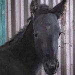 Hilary Swank Instagram - Hey guys 😊 I’m so happy to introduce to you all, the newest member of our pack. Meet, King 🐎 #HorsesOfInstagram