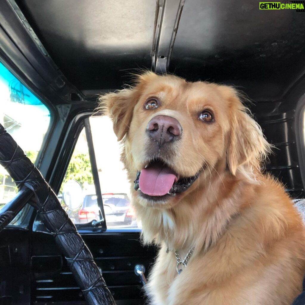 Hilary Swank Instagram - Happy Saturday from this Happy Boy 🐶 #RayOfSunshine #AdoptDontShop #DogsOfInstagram