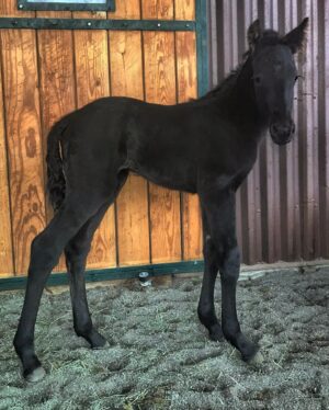 Hilary Swank Instagram - Hey guys 😊 I’m so happy to introduce to you all, the newest member of our pack. Meet, King 🐎 

#HorsesOfInstagram