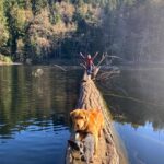 Hilary Swank Instagram - Happy #EarthDay from me and my pups on a log in the middle of a lake!! And from Seuss on a chair! 😂 #NatureIsMyFavoritePlace Protect Mother Earth 🙌🏽🌍