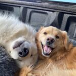 Hilary Swank Instagram - Did someone say it’s #NationalDogDay ? 🐶 #AdoptDontShop