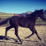Hilary Swank Instagram - Just horsin’ around! 🐎 . #King #HorsesOfInstagram #SundayFunday