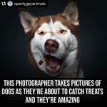 Hilary Swank Instagram - Ha!! Love these so much!! They are so good 😭🐶 Which picture is your favorite⁉️