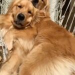 Hilary Swank Instagram - #SundayVibes 🐶🐶♥️ 📹 via @serena.gff