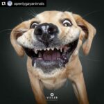 Hilary Swank Instagram - Ha!! Love these so much!! They are so good 😭🐶 Which picture is your favorite⁉️