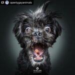 Hilary Swank Instagram - Ha!! Love these so much!! They are so good 😭🐶 Which picture is your favorite⁉️