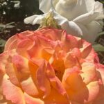 Holly Robinson Peete Instagram - Oh, I’ve been waiting for y’all for months!! 🌹❤️🌹❤️🌹❤️🌹#rosesinmygarden #happysunday