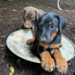 Hope Solo Instagram – 🐶 🐕 💕