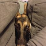 Ian Hecox Instagram - This is hard for me to post, but two weeks ago, Daisy was put to rest. Her absence is something that will take a while to get used to. She was a great companion, and I will miss her very much. If you have a pup, please give them a big hug for me ❤️