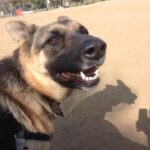 Ian Hecox Instagram - This is hard for me to post, but two weeks ago, Daisy was put to rest. Her absence is something that will take a while to get used to. She was a great companion, and I will miss her very much. If you have a pup, please give them a big hug for me ❤️
