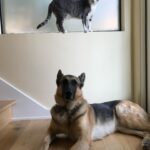 Ian Hecox Instagram - This is hard for me to post, but two weeks ago, Daisy was put to rest. Her absence is something that will take a while to get used to. She was a great companion, and I will miss her very much. If you have a pup, please give them a big hug for me ❤️