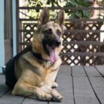 Ian Hecox Instagram - This is hard for me to post, but two weeks ago, Daisy was put to rest. Her absence is something that will take a while to get used to. She was a great companion, and I will miss her very much. If you have a pup, please give them a big hug for me ❤️