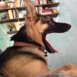 Ian Hecox Instagram - This is hard for me to post, but two weeks ago, Daisy was put to rest. Her absence is something that will take a while to get used to. She was a great companion, and I will miss her very much. If you have a pup, please give them a big hug for me ❤️
