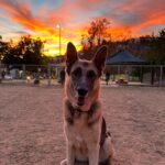 Ian Hecox Instagram - This is hard for me to post, but two weeks ago, Daisy was put to rest. Her absence is something that will take a while to get used to. She was a great companion, and I will miss her very much. If you have a pup, please give them a big hug for me ❤️